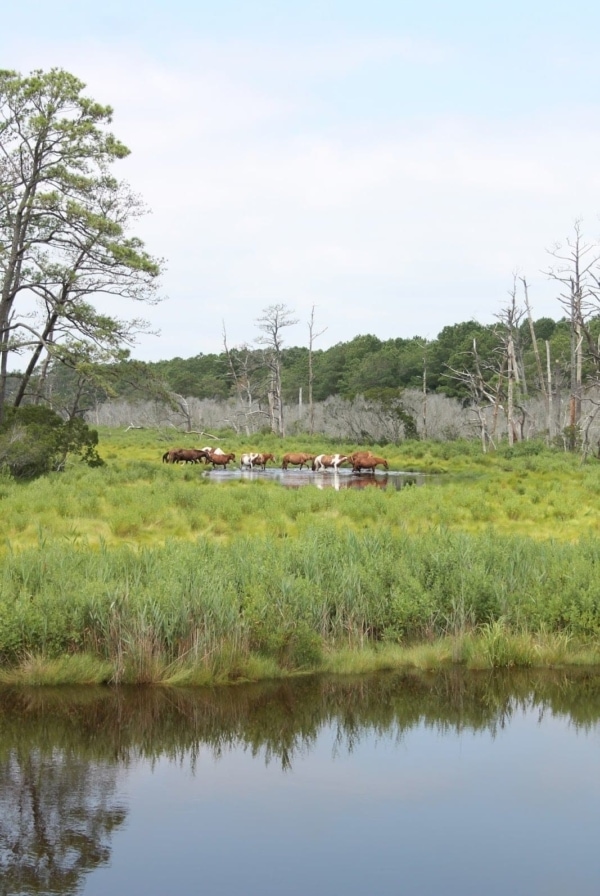 Wild horses on Chincoteague Island Delaware